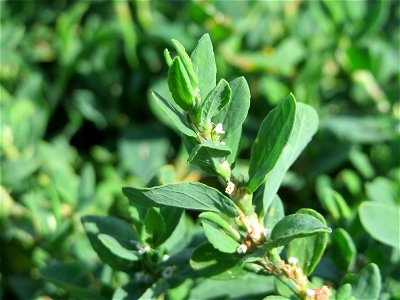 Vogelknöterich (Polygonum aviculare) bei Wallau