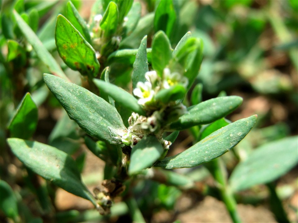 Vogelknöterich (Polygonum aviculare) in den Weinbergen bei Mainz-Kostheim