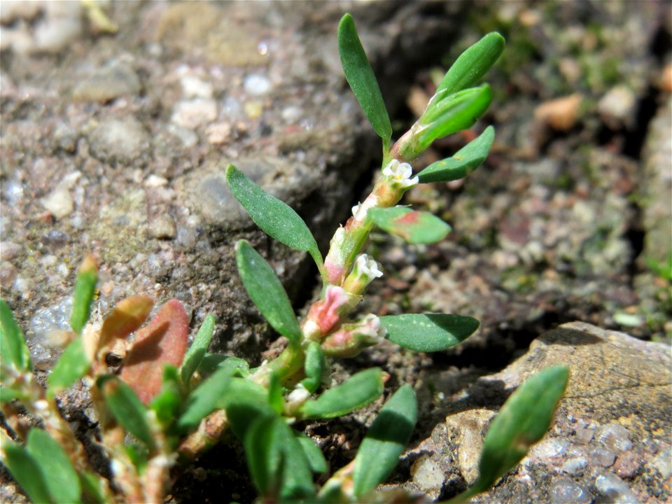 Vogelknöterich (Polygonum aviculare) in Oftersheim