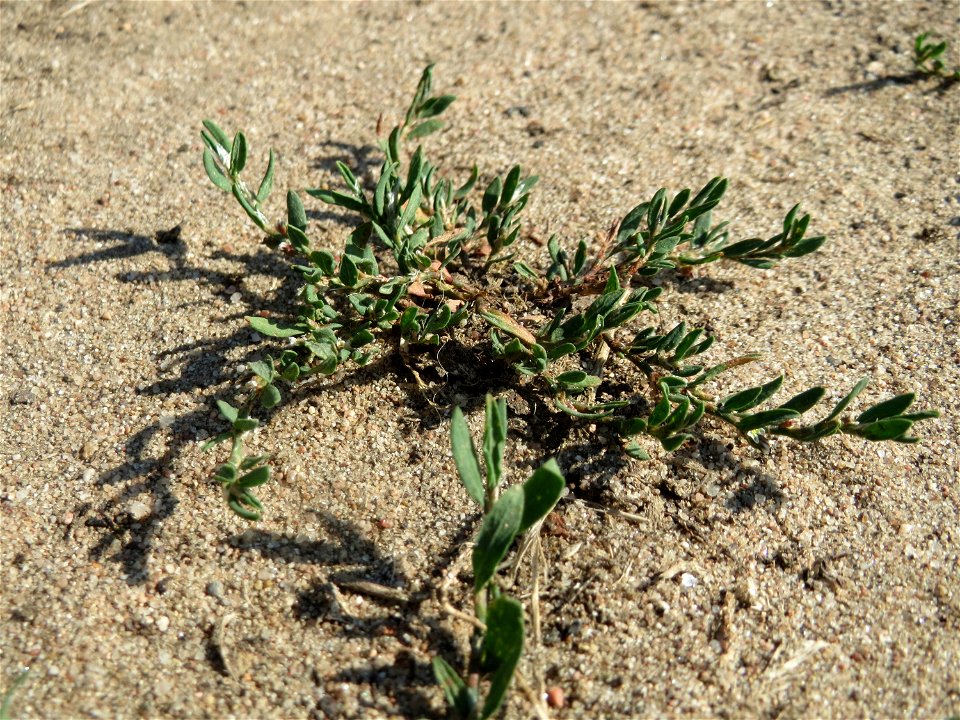 Vogelknöterich (Polygonum aviculare) bei Hockenheim