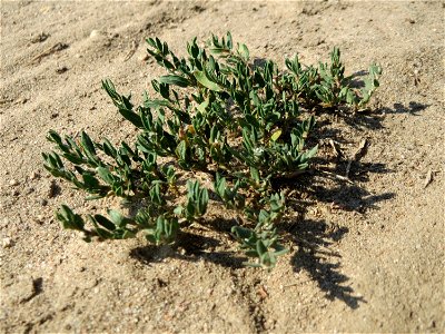 Vogelknöterich (Polygonum aviculare) bei Hockenheim
