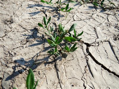 Vogelknöterich (Polygonum aviculare) bei Hockenheim