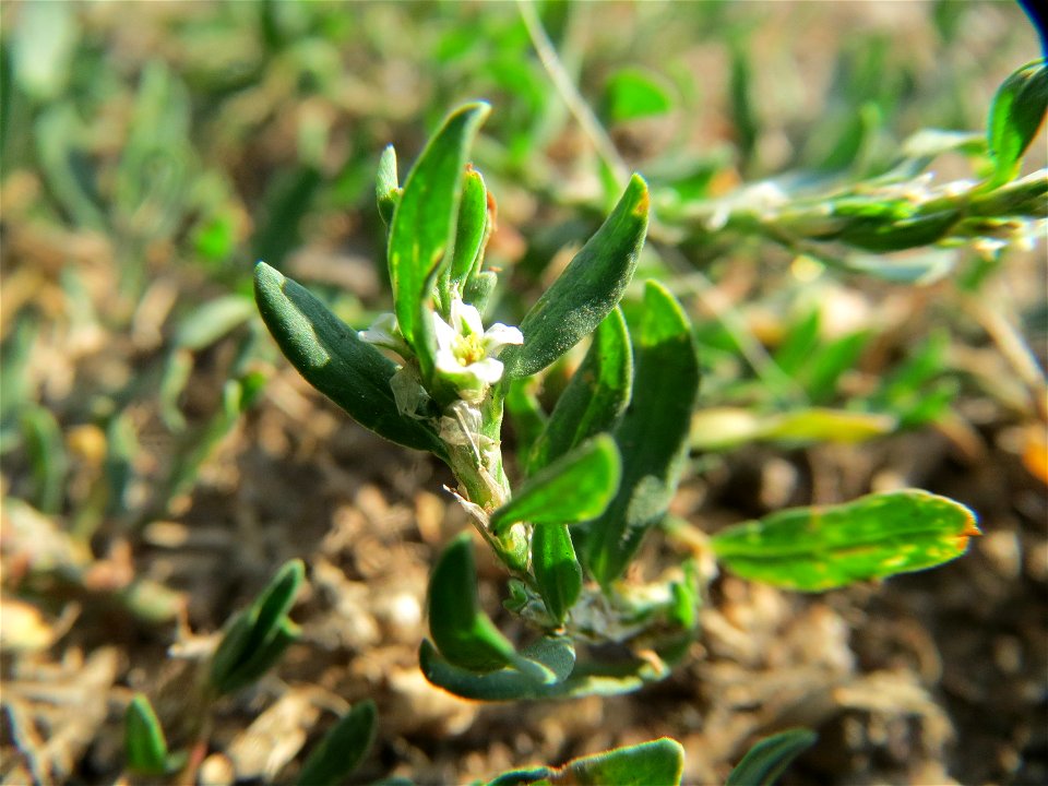 Vogelknöterich (Polygonum aviculare) bei Hockenheim