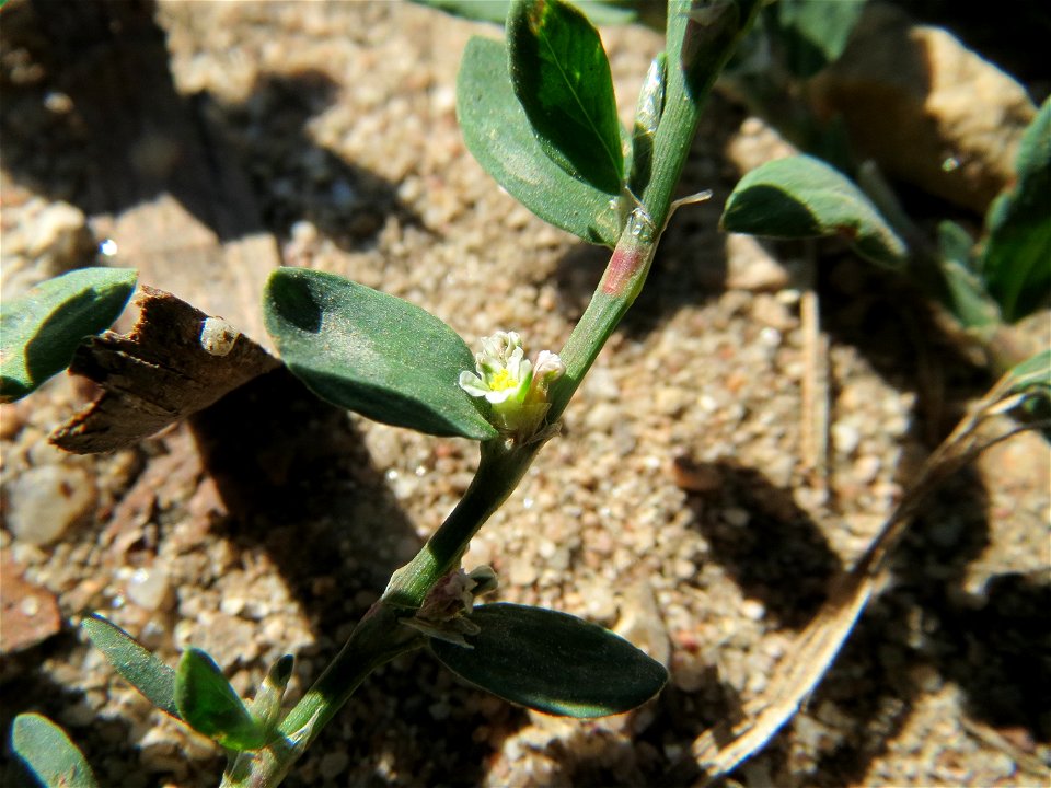 Vogelknöterich (Polygonum aviculare) in Hockenheim