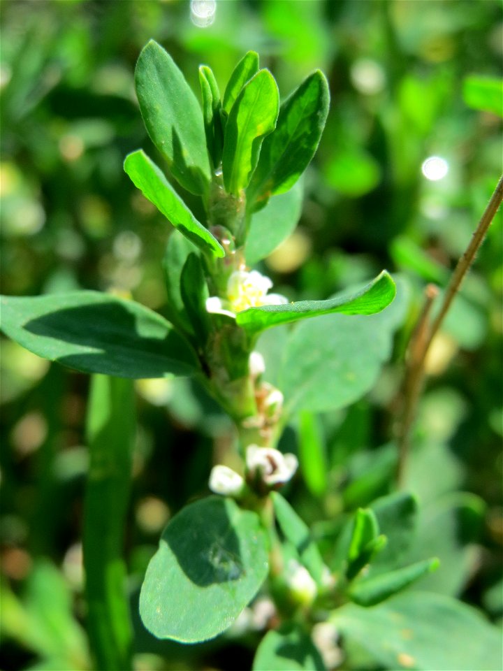 Vogelknöterich (Polygonum aviculare) am Schalkenmehrener Maar