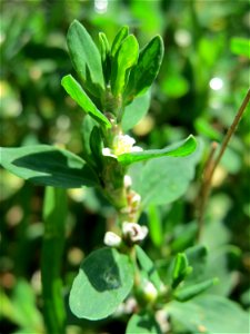 Vogelknöterich (Polygonum aviculare) am Schalkenmehrener Maar