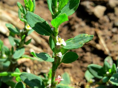 Vogelknöterich (Polygonum aviculare) am Schalkenmehrener Maar
