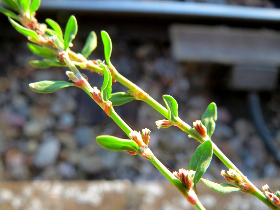 Vogelknöterich (Polygonum aviculare) am Hauptbahnhof Mannheim