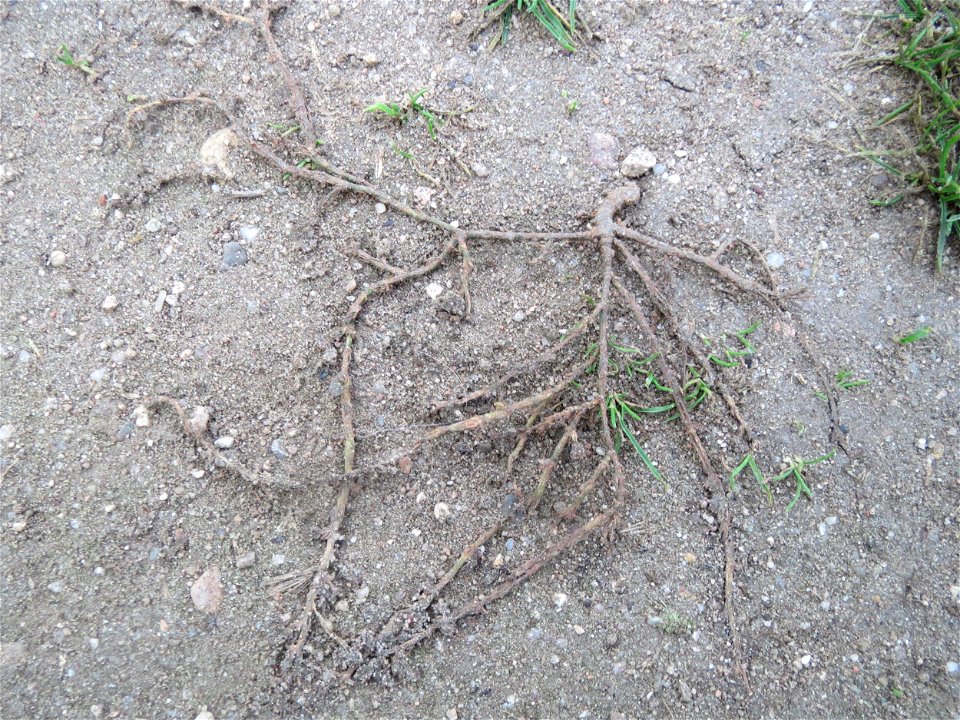 Vogelknöterich (Polygonum aviculare) in Hockenheim