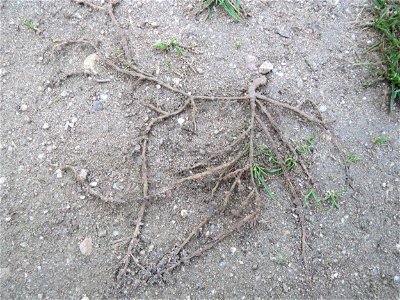 Vogelknöterich (Polygonum aviculare) in Hockenheim