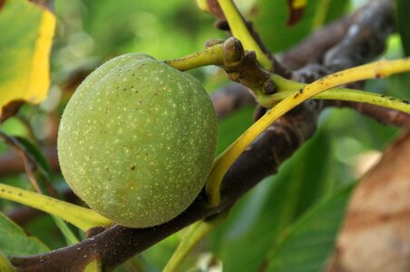 Scanzano jonico campaign walnut