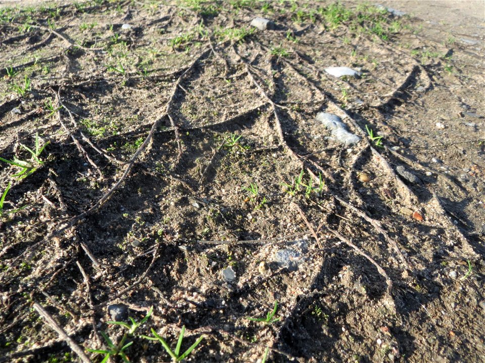 Vogelknöterich (Polygonum aviculare) bei Hockenheim