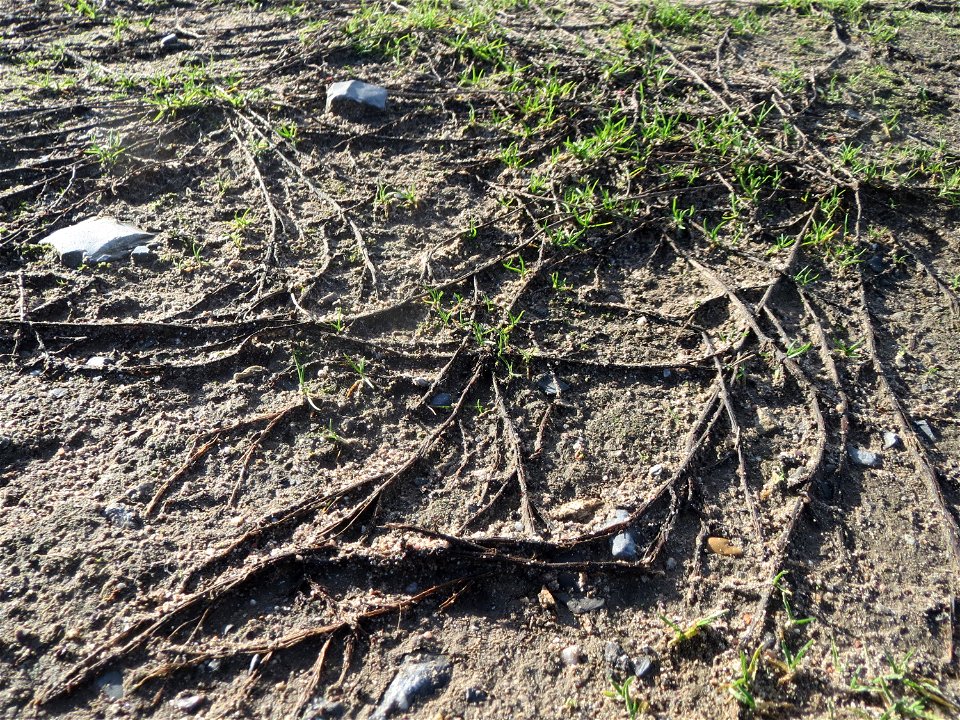 Vogelknöterich (Polygonum aviculare) bei Hockenheim
