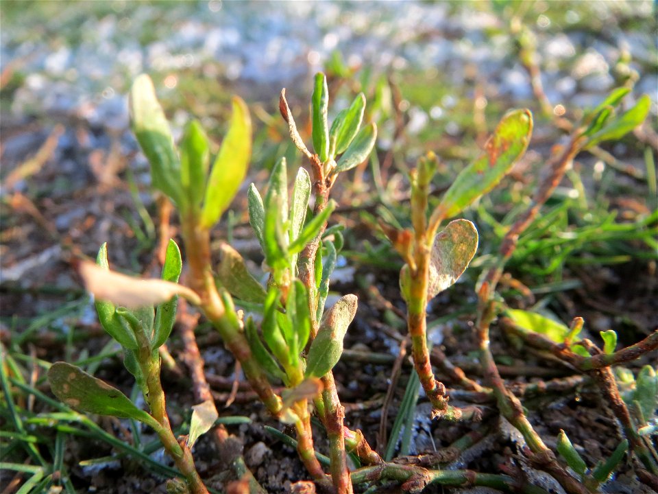 Vogelknöterich (Polygonum aviculare) bei Hockenheim