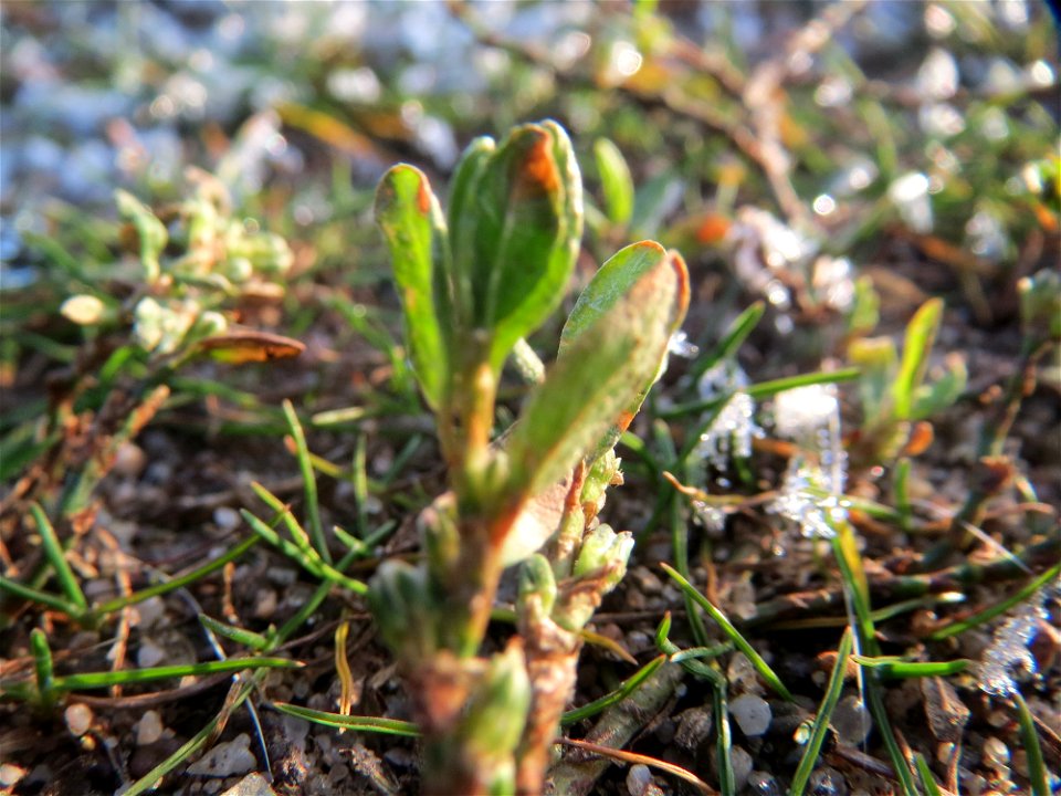 Vogelknöterich (Polygonum aviculare) bei Hockenheim