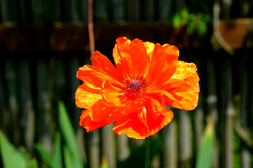 Mohngewaechs red poppy blossom