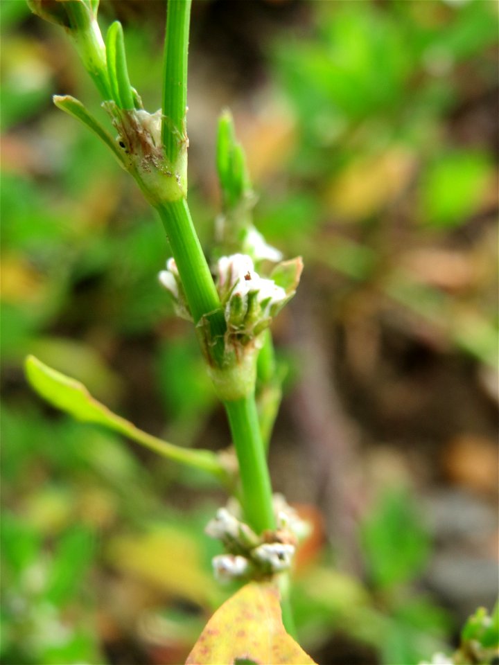 Vogelknöterich (Polygonum aviculare) auf einem Schuttplatz in Hockenheim