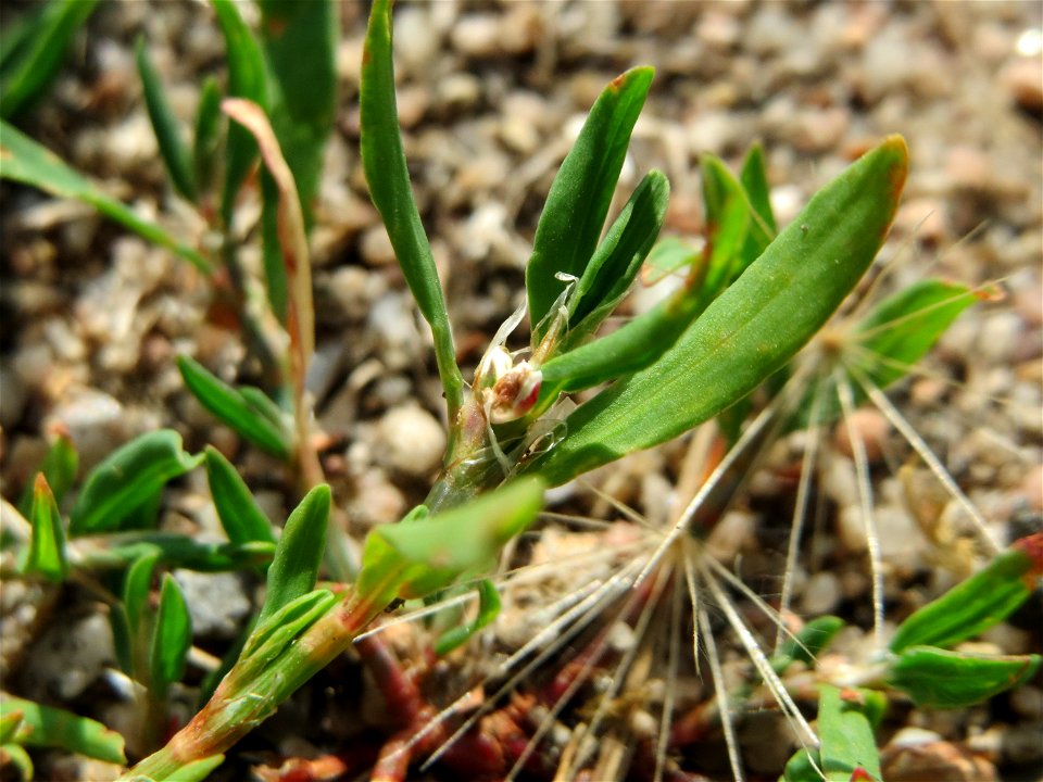 Vogelknöterich (Polygonum aviculare) in Hockenheim