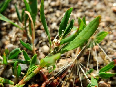Vogelknöterich (Polygonum aviculare) in Hockenheim