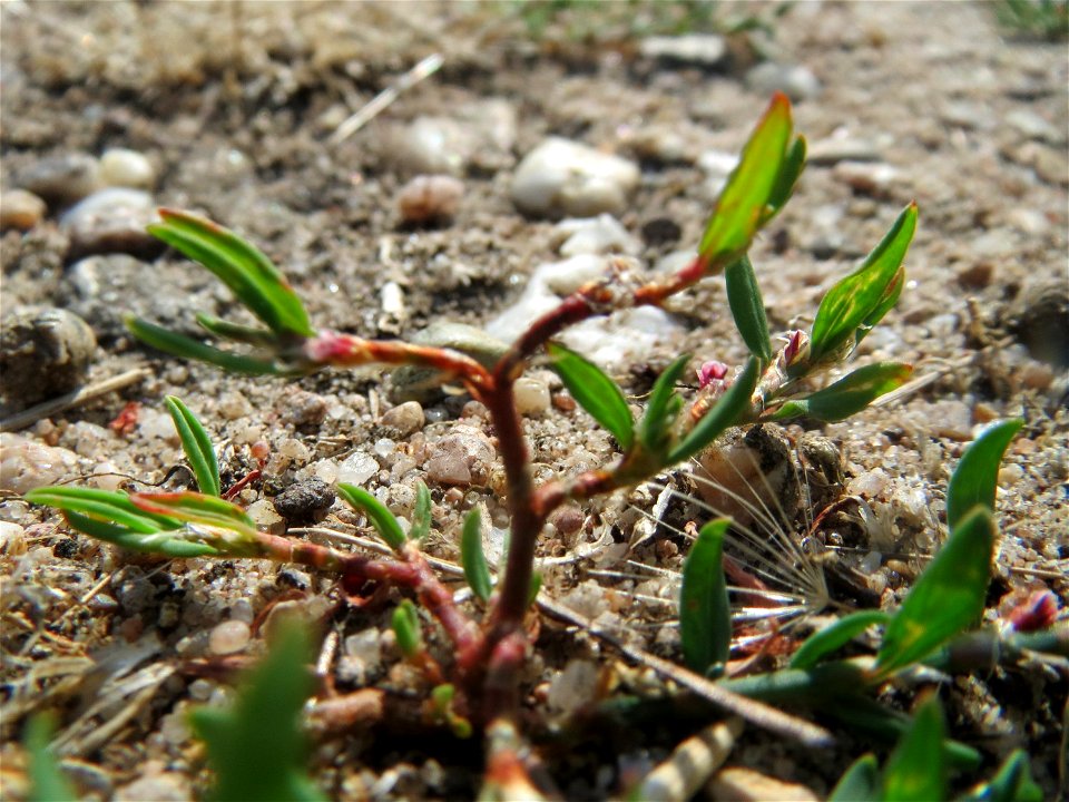 Vogelknöterich (Polygonum aviculare) in Hockenheim