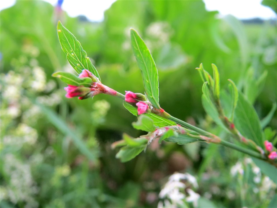 Vogelknöterich (Polygonum aviculare) bei Wiesbaden-Nordenstadt