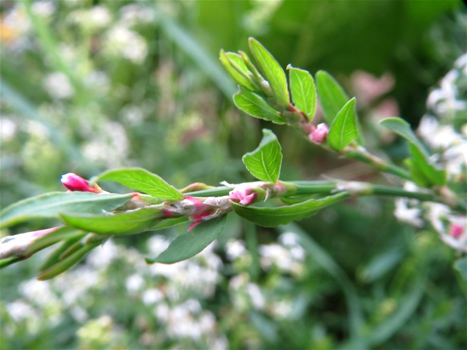 Vogelknöterich (Polygonum aviculare) bei Wiesbaden-Nordenstadt