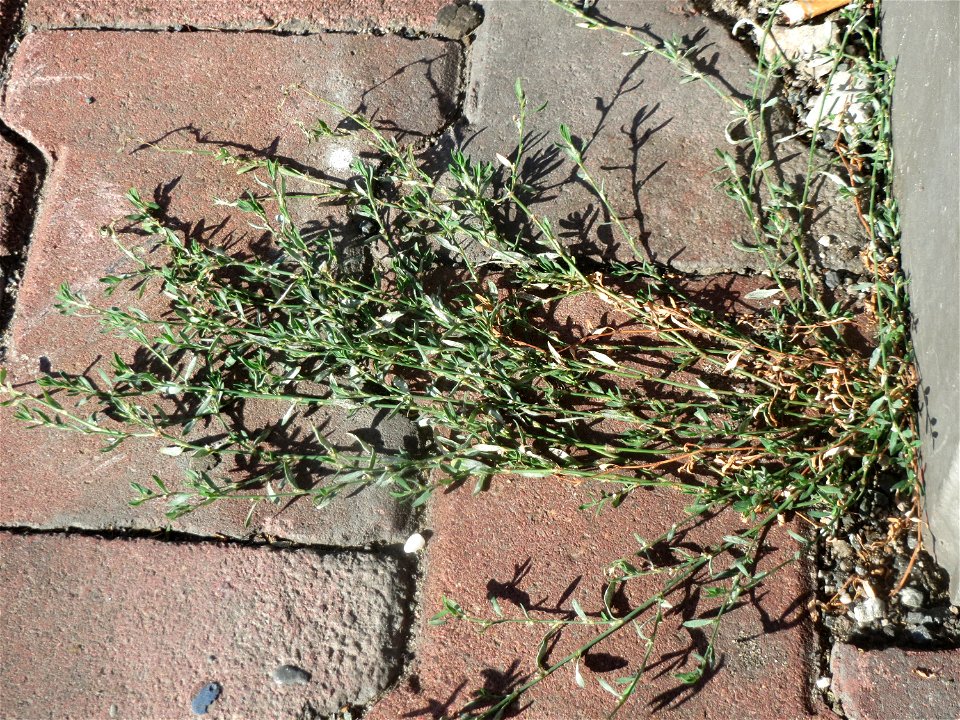 Vogelknöterich (Polygonum aviculare) am Hauptbahnhof Mannheim