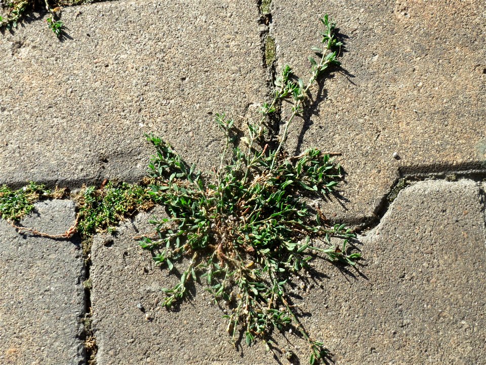 Vogelknöterich (Polygonum aviculare) am Hauptbahnhof Mannheim
