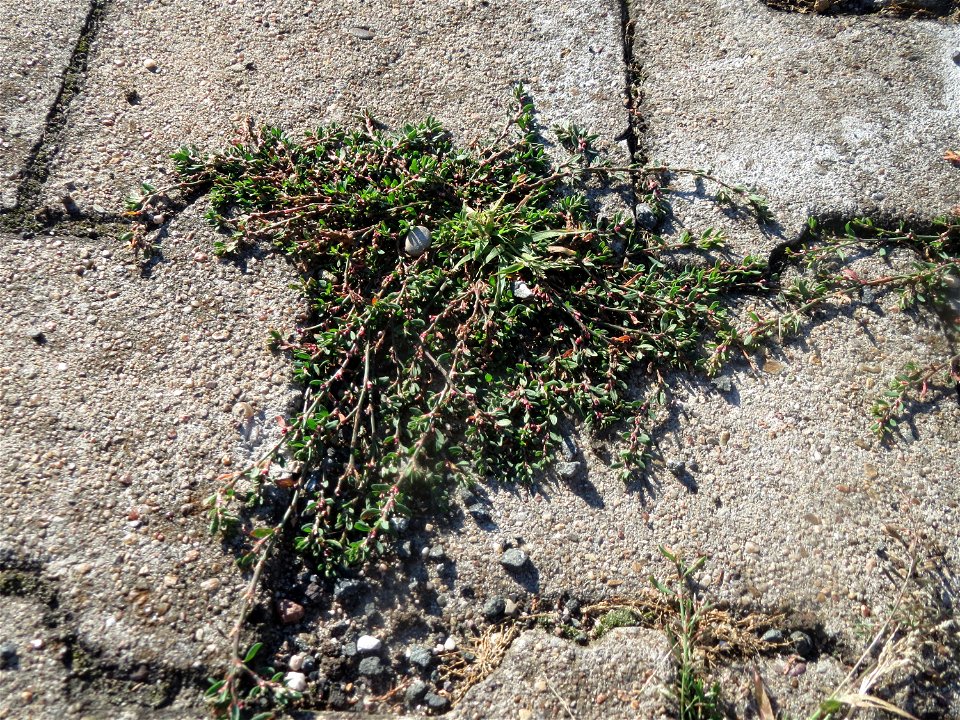 Vogelknöterich (Polygonum aviculare) am Hauptbahnhof Mannheim
