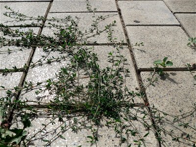 Vogelknöterich (Polygonum aviculare) am Bahnhof Schwetzingen