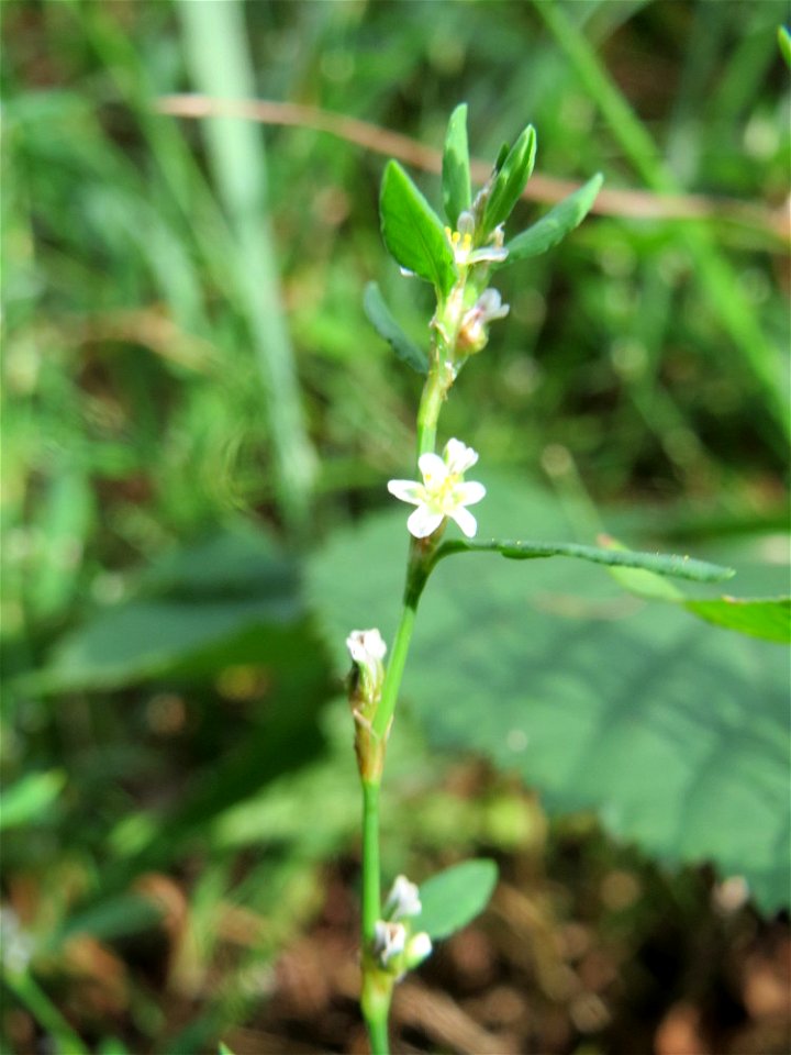Vogelknöterich (Polygonum aviculare) im Schwetzinger Hardt