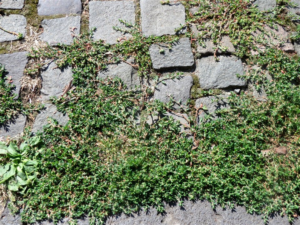 Vogelknöterich (Polygonum aviculare) in Saarbrücken