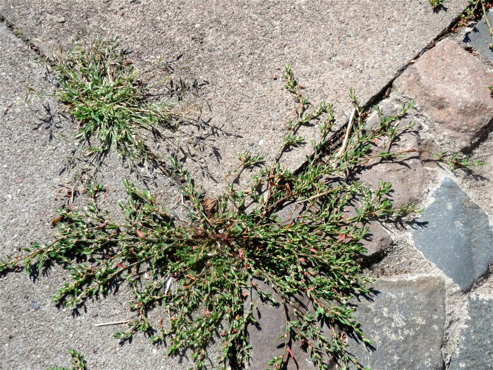 Vogelknöterich (Polygonum aviculare) in Saarbrücken