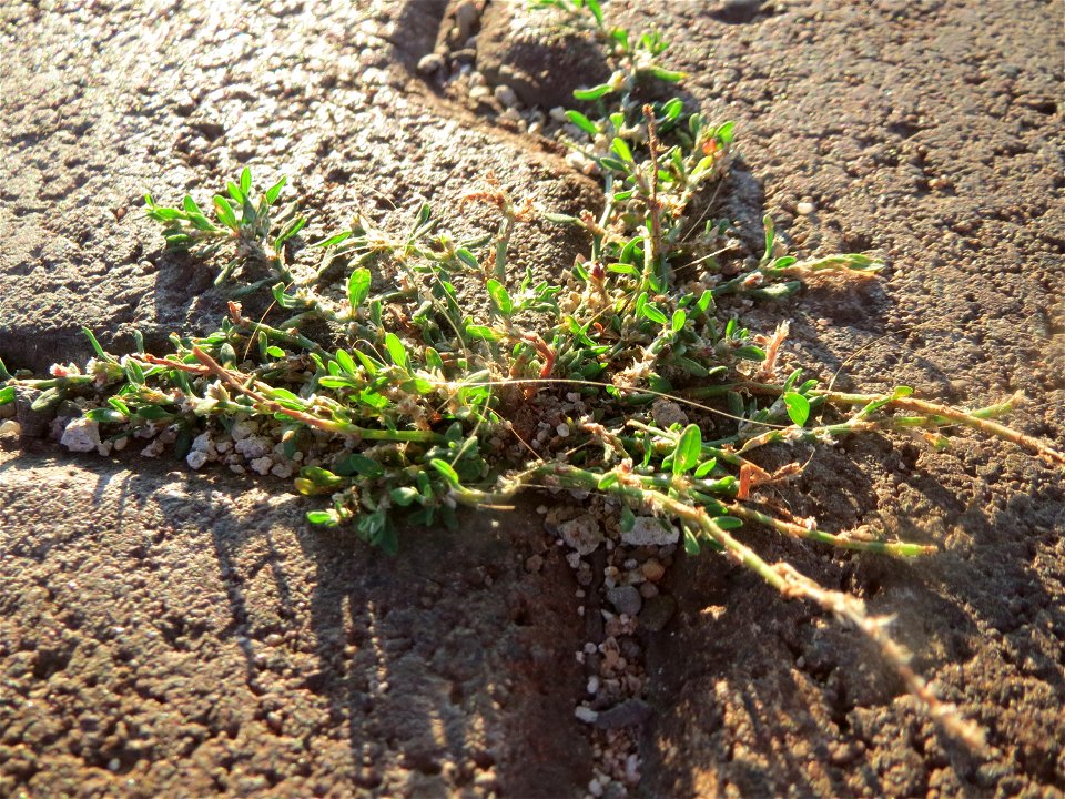 Vogelknöterich (Polygonum aviculare) am Bahnhof Neulußheim
