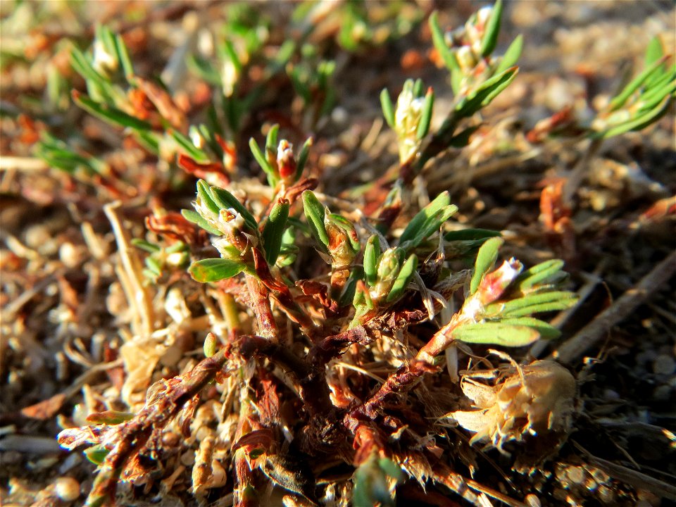 Vogelknöterich (Polygonum aviculare) in Hockenheim