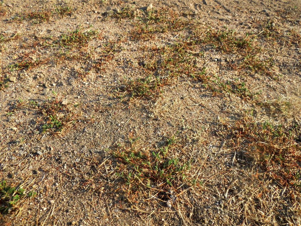Habitat vom Vogelknöterich (Polygonum aviculare) in Hockenheim