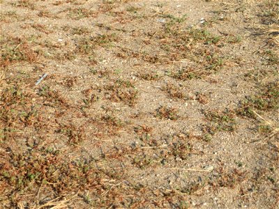 Habitat vom Vogelknöterich (Polygonum aviculare) in Hockenheim
