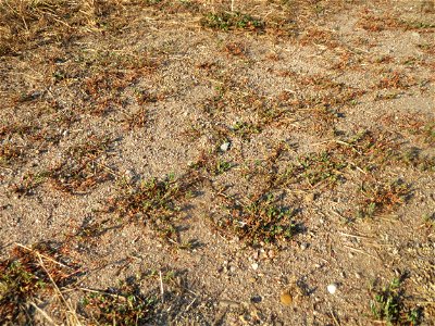 Habitat vom Vogelknöterich (Polygonum aviculare) in Hockenheim