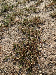 Habitat vom Vogelknöterich (Polygonum aviculare) in Hockenheim