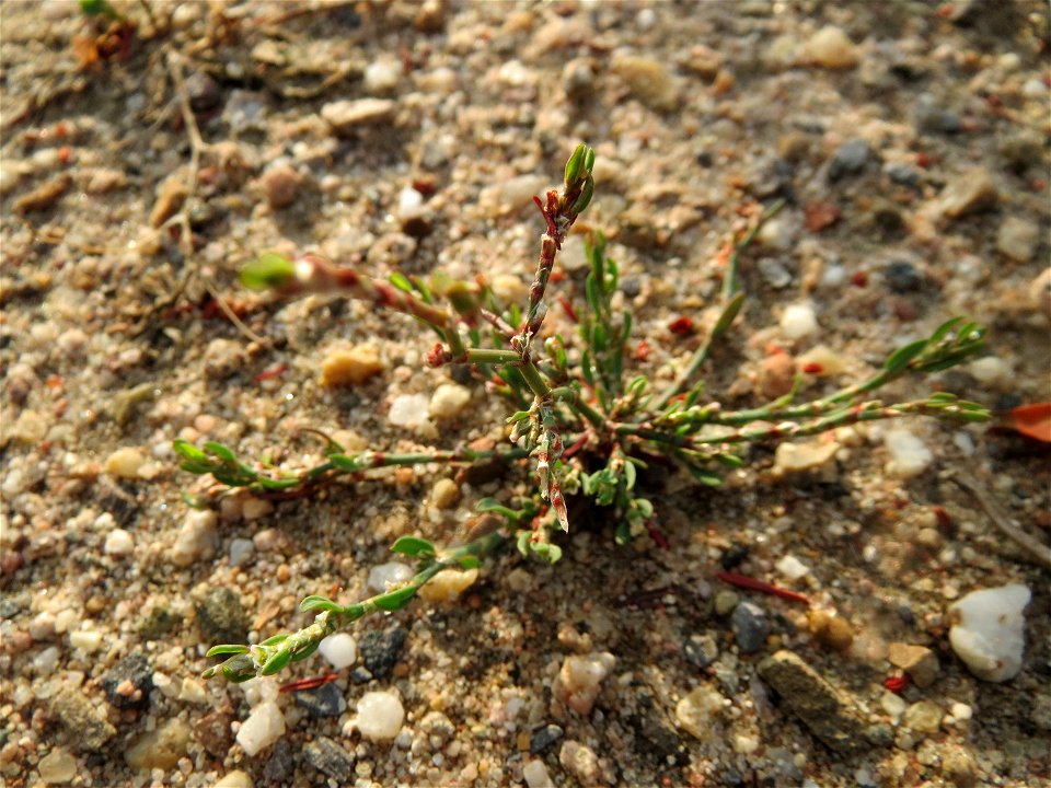 Vogelknöterich (Polygonum aviculare) auf einer Ruderalfläche am Messplatz Hockenheim