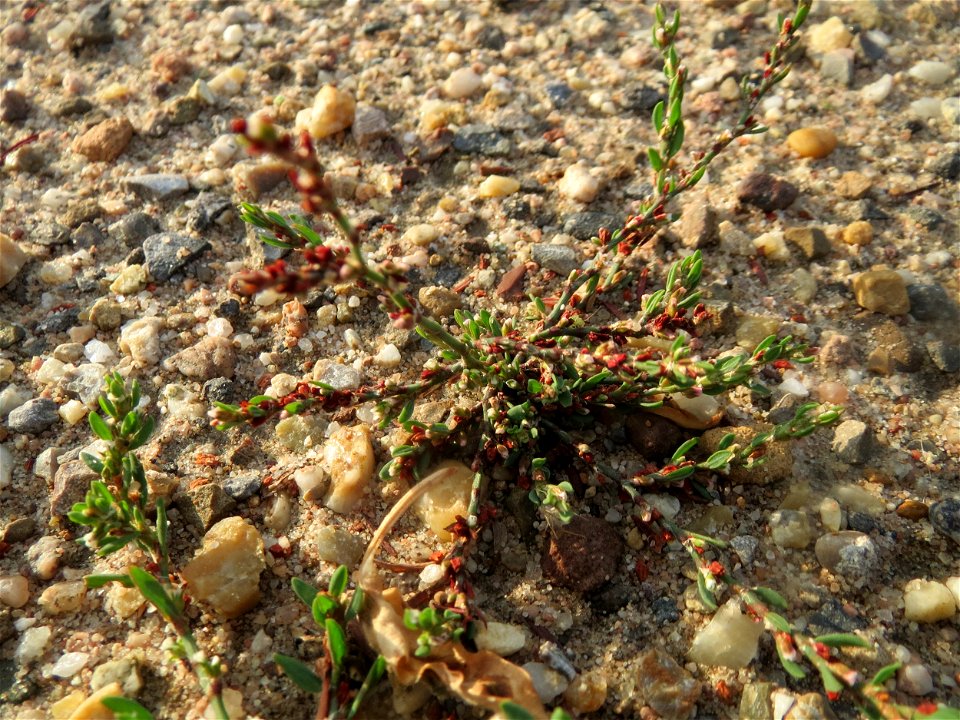 Vogelknöterich (Polygonum aviculare) auf einer Ruderalfläche am Messplatz Hockenheim