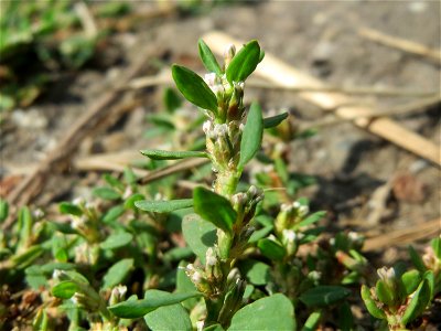 Vogelknöterich (Polygonum aviculare) im Almet bei Sankt Arnual