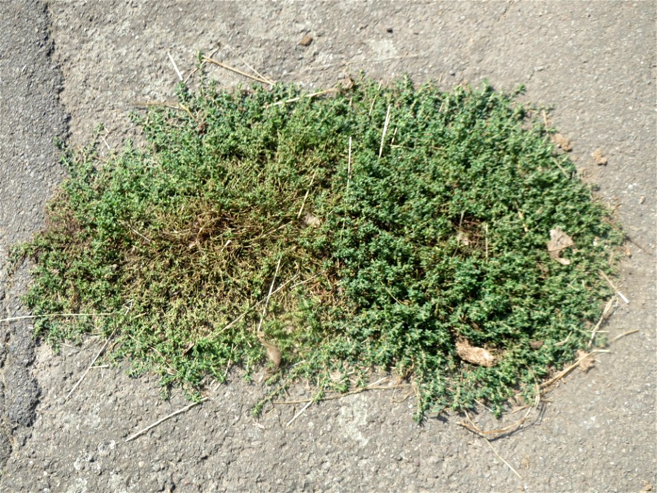 Vogelknöterich (Polygonum aviculare) im Almet bei Sankt Arnual