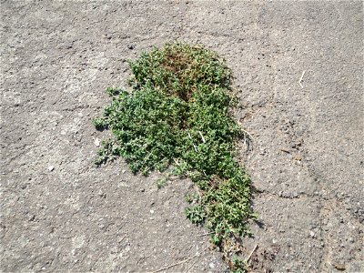 Vogelknöterich (Polygonum aviculare) im Almet bei Sankt Arnual