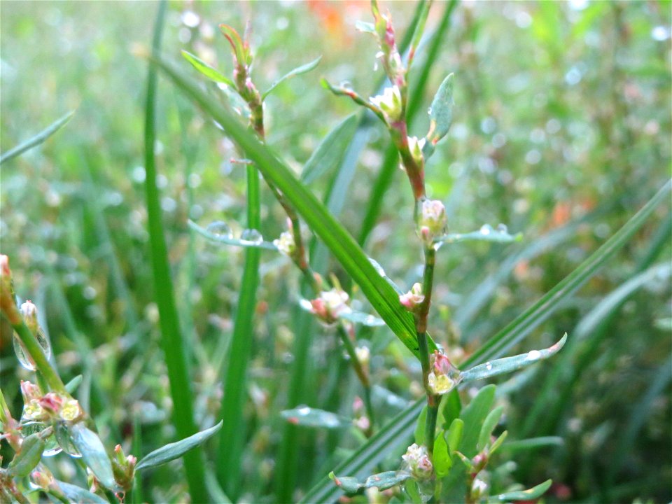 Vogelknöterich (Polygonum aviculare) in Hockenheim