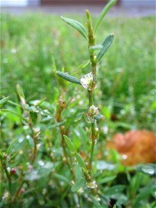 Vogelknöterich (Polygonum aviculare) in Hockenheim
