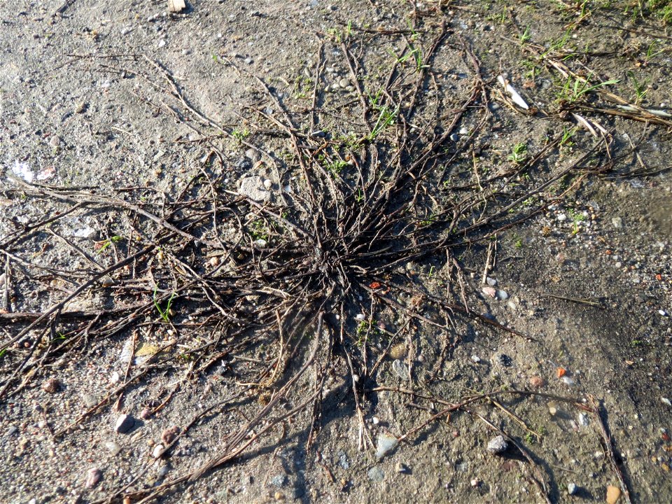 Vogelknöterich (Polygonum aviculare) in Hockenheim