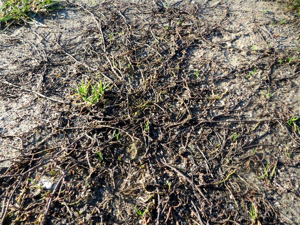 Vogelknöterich (Polygonum aviculare) in Hockenheim