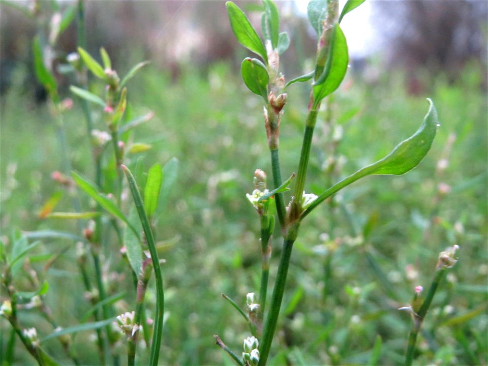 Vogelknöterich (Polygonum aviculare) auf einer Ruderalfläche an der Berlinallee in Hockenheim