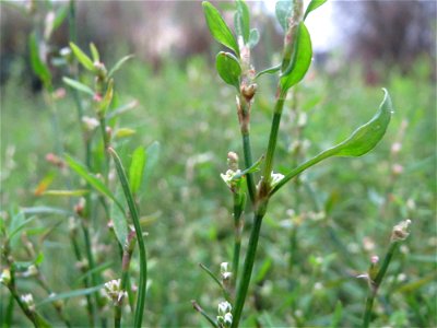 Vogelknöterich (Polygonum aviculare) auf einer Ruderalfläche an der Berlinallee in Hockenheim